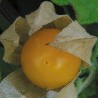 Physalis peruviana