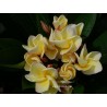 Plumeria frangipanier jaune