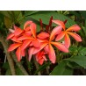 Plumeria frangipanier rouge