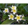 Plumeria frangipanier
