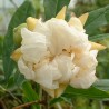 Punica alba