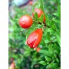 Punica gracillissima