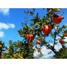 Punica granatum provence