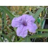 Ruellia brittoniana