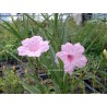 Ruellia brittoniana pink