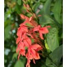 Ruellia ruttyruspolia