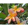 Plumeria frangipanier orange