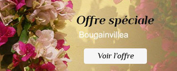 Offre spéciale