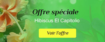 Offre spéciale